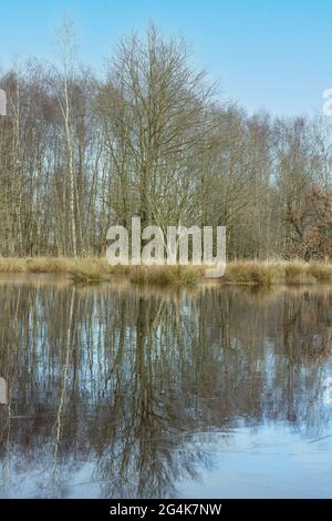 Forest edge of birch, oak and reed on the edge of a small lake in the forest. Reflection of the morning sun in the frozen water. winter background Stock Photo