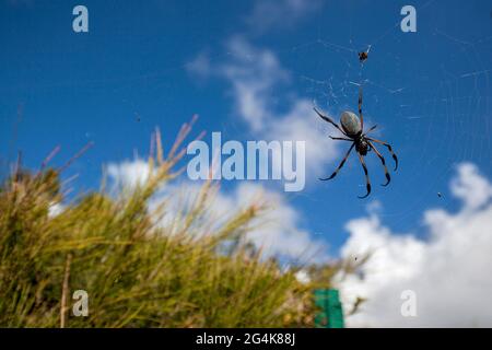 Reunion Island: red legged golden orb weaver spider (trichonephila inaurata, formerly known as Nephila inaurata) Stock Photo