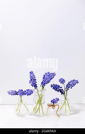 Tender blue muscari flowers in glass jugs with water in row over white marble table with white background. Copy space. Still life Stock Photo