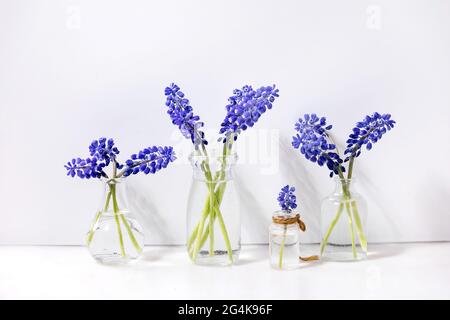 Tender blue muscari flowers in glass jugs with water in row over white marble table with white background. Copy space. Still life Stock Photo