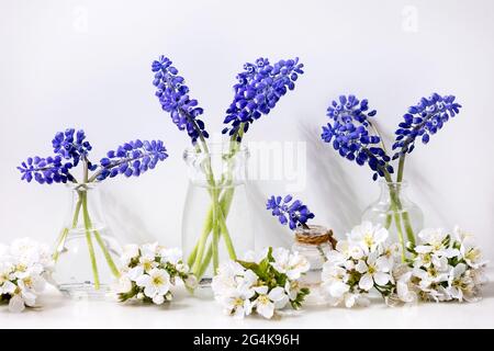 Tender blue muscari flowers in glass jugs with water in row and blossoming cherry flowers over white marble table with white background. Copy space. S Stock Photo