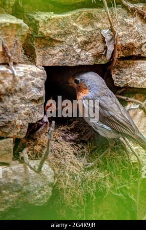 European robin feeding chicks in nest Stock Photo
