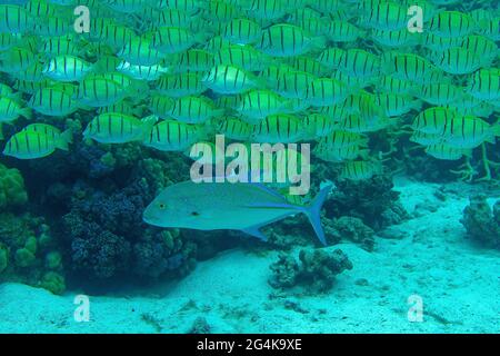 Tahiti, French Polynesia, Moorea: shoal of fish, convict surgeonfish and bluefin trevally Stock Photo