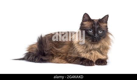 Brown lying down Crossbreed cat, isolated Stock Photo