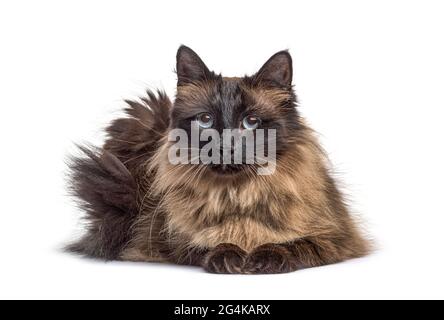 Lying down Crossbreed cat Stock Photo