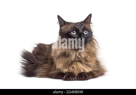 Lying down Crossbreed cat Stock Photo