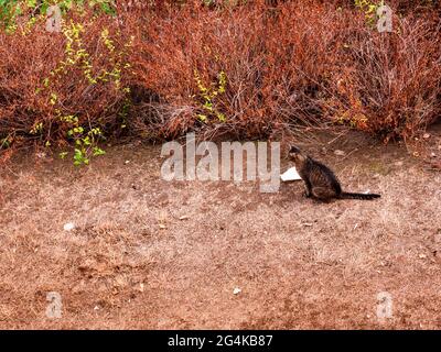 Cat sitting on a dry lawn near bushes Stock Photo