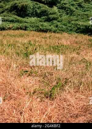 Dry grass on the lawn, after a long dry period Stock Photo