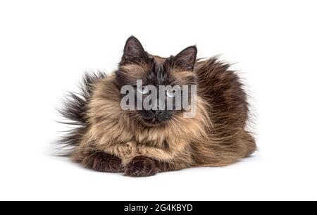 Brown lying down Crossbreed cat, isolated Stock Photo