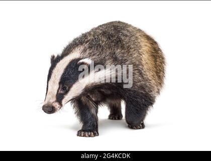 European badger walking towards the camera, six months old, isolated Stock Photo