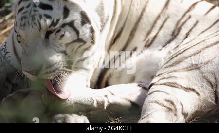 sunlight on white tiger licking fur outside Stock Photo