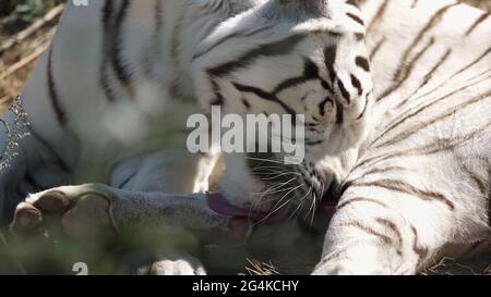 sunshine on white tiger licking fur outside Stock Photo