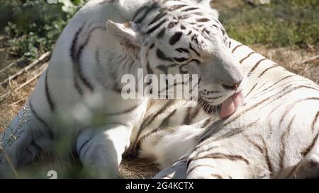 sunlight on striped white tiger licking fur in zoo Stock Photo