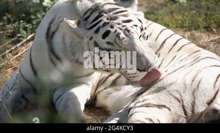 sunlight on striped white tiger licking fur outside Stock Photo