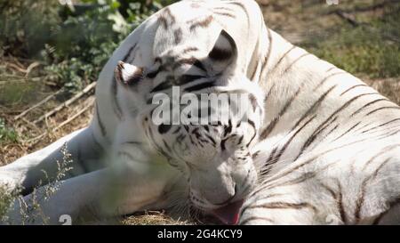 sunlight on white tiger licking fur in zoo Stock Photo