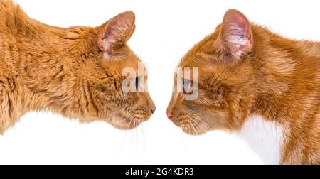 Two ginger cats, one young one adult, face to face, side view, looking each other Stock Photo