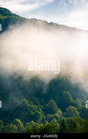 forest in the morning fog. beautiful nature scenery in spring. green nature background on a sunny weather Stock Photo