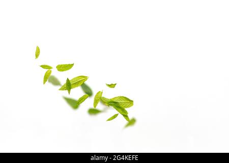 Flying leaves of green mint leaves falling in the air on white background. Food levitation concept Stock Photo