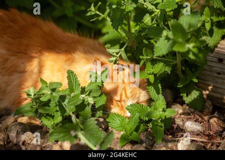 Ginger cat sleeping on top of catnip Stock Photo