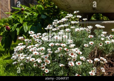 Rhodanthemum hybrida 'Casablanca' Stock Photo