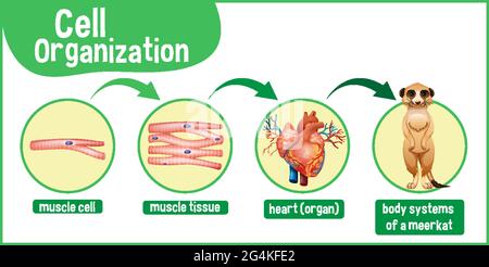 Diagram showing cell organization in a meerkat illustration Stock Vector