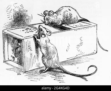 How to Make a Rat Trap | ECHOcommunity.org