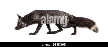 Side view of a Silvers Fox running away, isolated Stock Photo