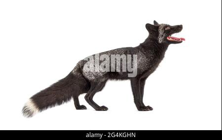 Side view, Silvers Fox, looking up, isolated on white Stock Photo