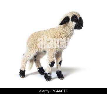 Profile of a lovely Lamb Valais Blacknose sheep three weeks old Stock Photo