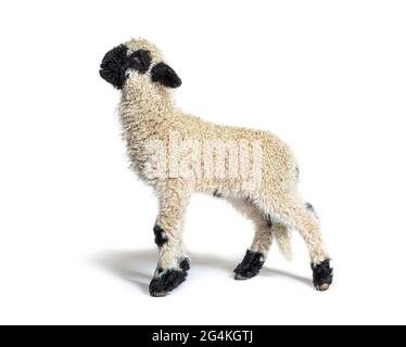 Profile of a lovely Lamb Valais Blacknose sheep three weeks old Stock Photo