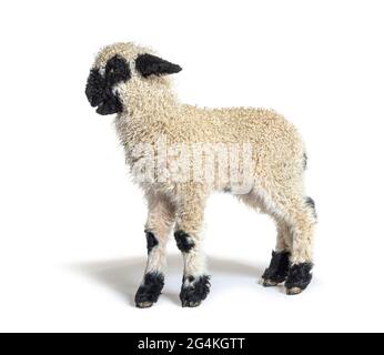 Profile of a lovely Lamb Valais Blacknose sheep three weeks old Stock Photo