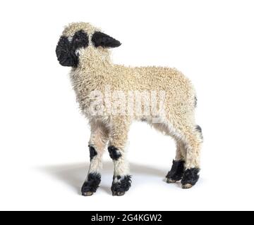 Profile of a lovely Lamb Valais Blacknose sheep three weeks old Stock Photo