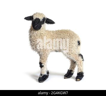 Profile of a lovely Lamb Valais Blacknose sheep three weeks old Stock Photo