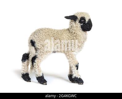 Profile of a lovely Lamb Valais Blacknose sheep three weeks old Stock Photo