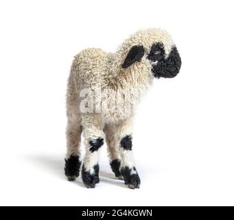 Profile of a lovely Lamb Valais Blacknose sheep three weeks old Stock Photo