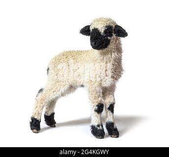 Profile of a lovely Lamb Valais Blacknose sheep three weeks old Stock Photo