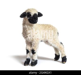 Profile of a lovely Lamb Valais Blacknose sheep three weeks old Stock Photo