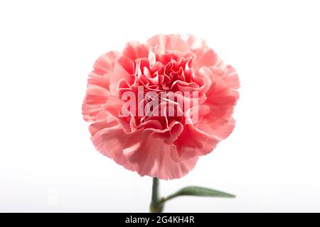 Pink carnation flower isolated on white background. Close up. Stock Photo
