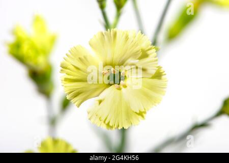 Yellow carnation flower on white background. Close up. Stock Photo