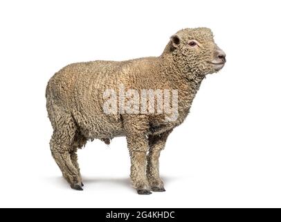 Southdown sheep, Babydoll, smiling sheep Stock Photo