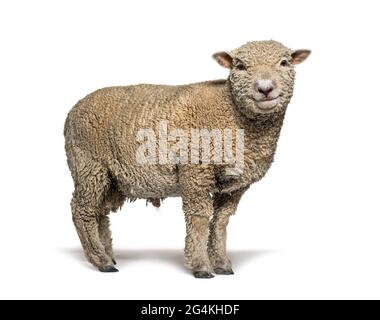 Southdown sheep, Babydoll, smiling sheep, isolated on white Stock Photo