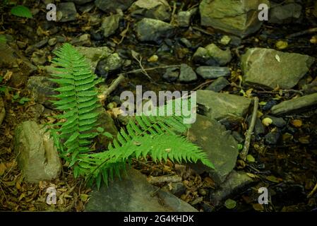 Vegetation in the Sot de la Baga de Can Cuch stream, in Montseny (Barcelona, Catalonia, Spain) ESP: Detalles de vegetación en el Montseny (Cataluña) Stock Photo