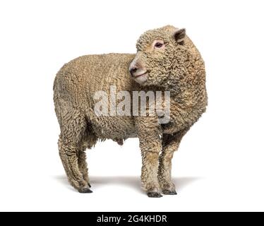 Southdown sheep, Babydoll, smiling sheep Stock Photo