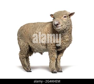 Southdown sheep, Babydoll, smiling sheep, isolated on white Stock Photo