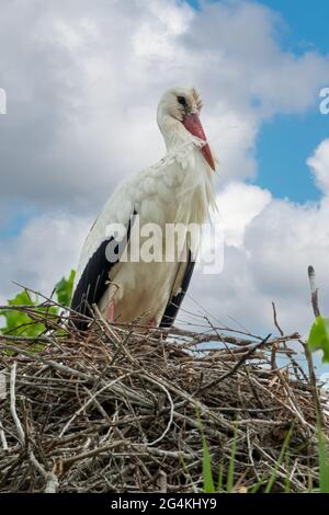 Close up portrait of a white stork in the nest in spring in the Camargue, Bouches du Rhone, South of France Stock Photo