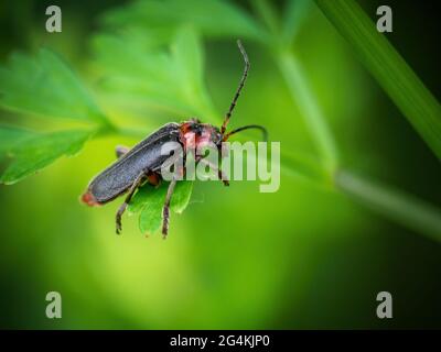 Soldier beetle aka Cantharis rustica on defocussed green habitat background. Stock Photo