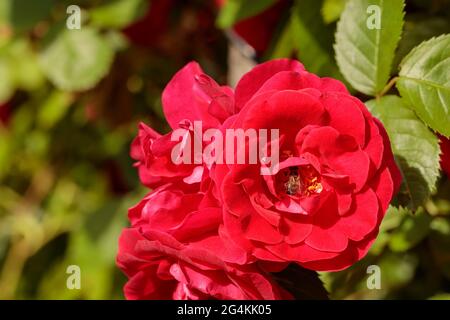 The velvet red rose petals in the summer garden attract the bee to taste the sweet nectar. Selective focus, copy space. Stock Photo