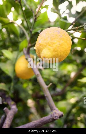 Sicilian lemon on wood, Sicily, Italy, Europe Stock Photo