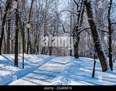 Saxon Garden at winter time Lublin Lublin Voivodeship Poland Stock