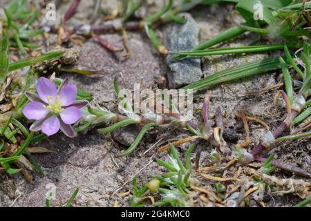Sand Spurrey - Spergularia rubra growing in Exmoor carpark Stock Photo